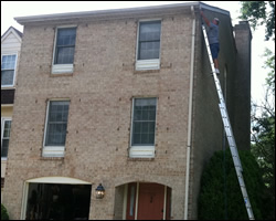 Bat exclusion in Arlington VA