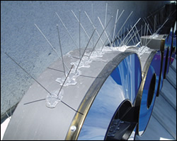 Bird spikes installation in Arlington VA