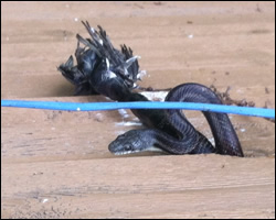 Snake control in Arlington VA