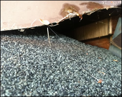 Arlington VA wildlife exclusion