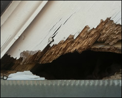 Squirrel damage in Arlington VA