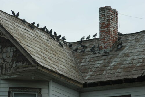 Large family of pigeons on the roof