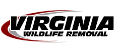 Arlington Wildlife Removal